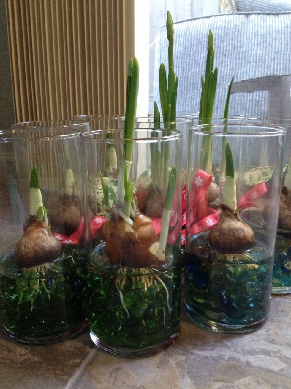 Love Christmas paperwhite bulb sets for sale in stores? Why not make your own? Buy a bag of bulbs; look for deals like ten for five dollars! Vases, stones, and ribbon can be found at the dollar store.