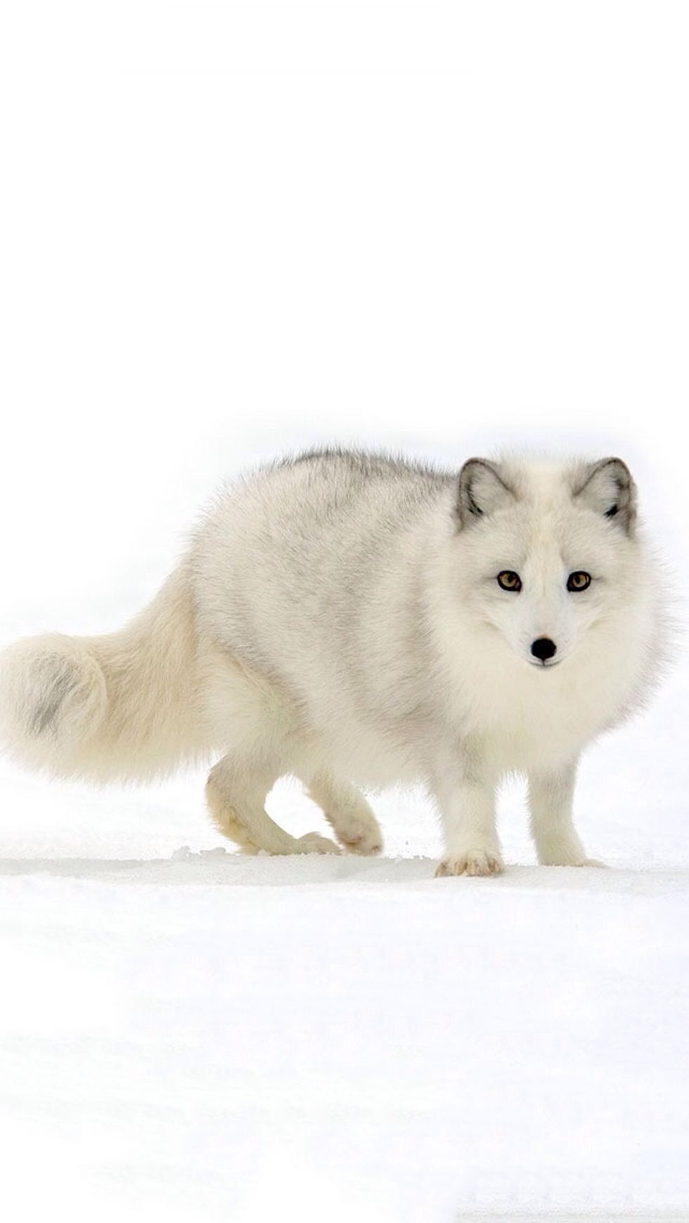 Love every fox\u2764\ufe0f