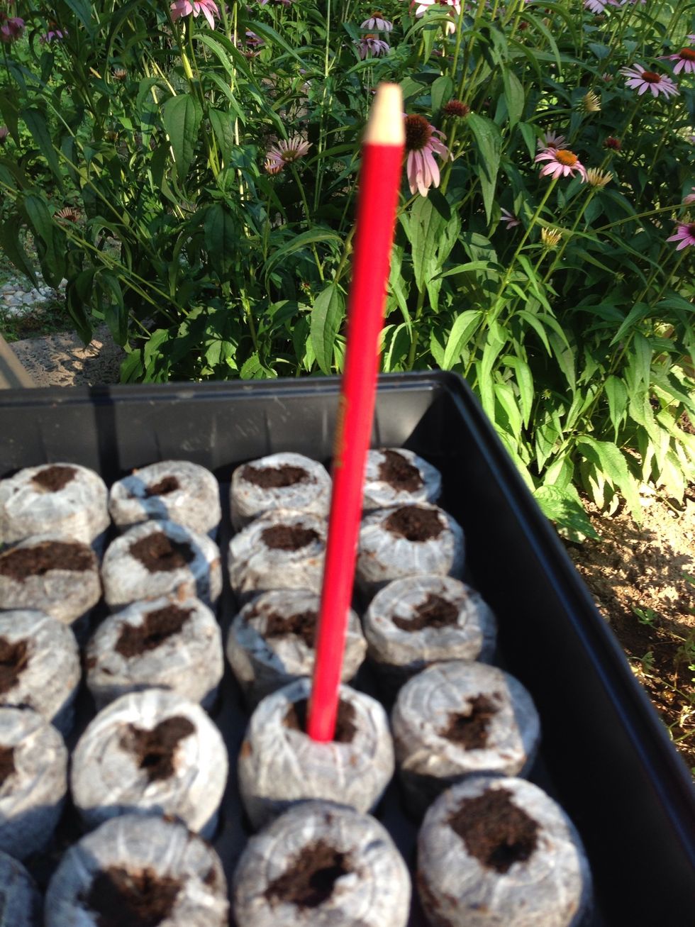 Make a hole in the center of the peat pellet for the seed to go into. (I use a pencil, some use straws and let the seeds slide down into the hole). Go 1/4 inch deep or so.