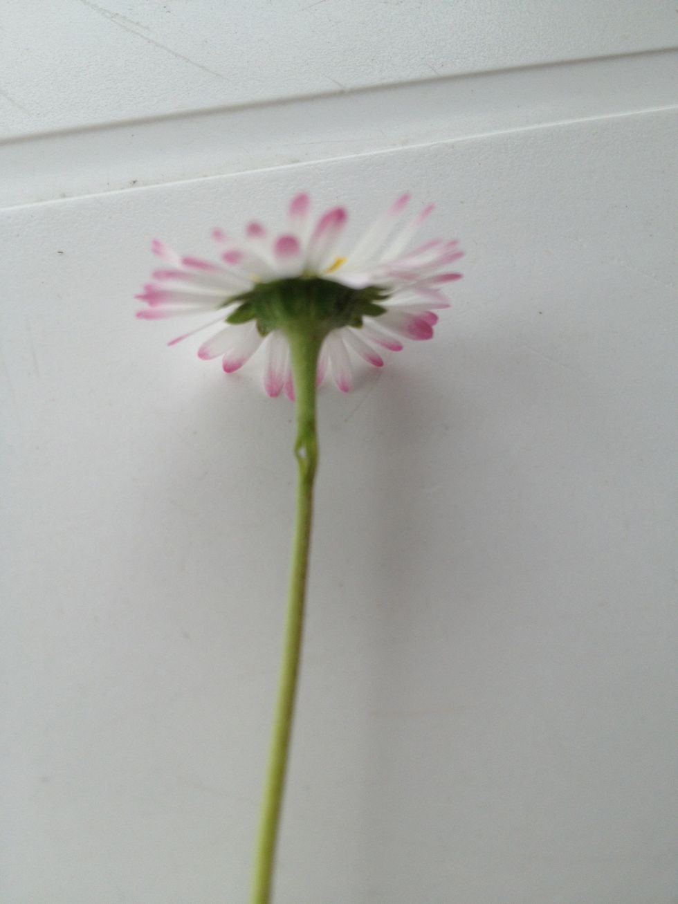 Make a little hole in  the twig.