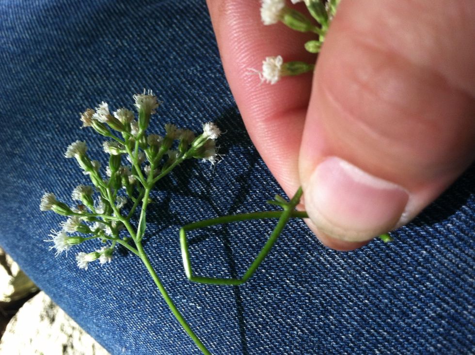 Make a loop with the stem of one of them