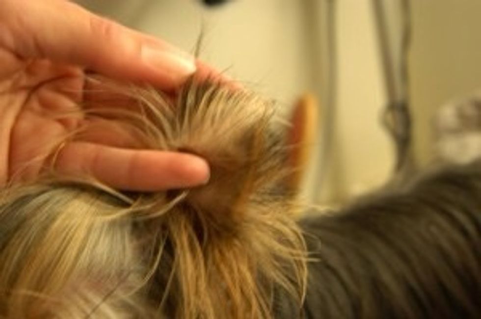 Make a natural "flip" on the ear