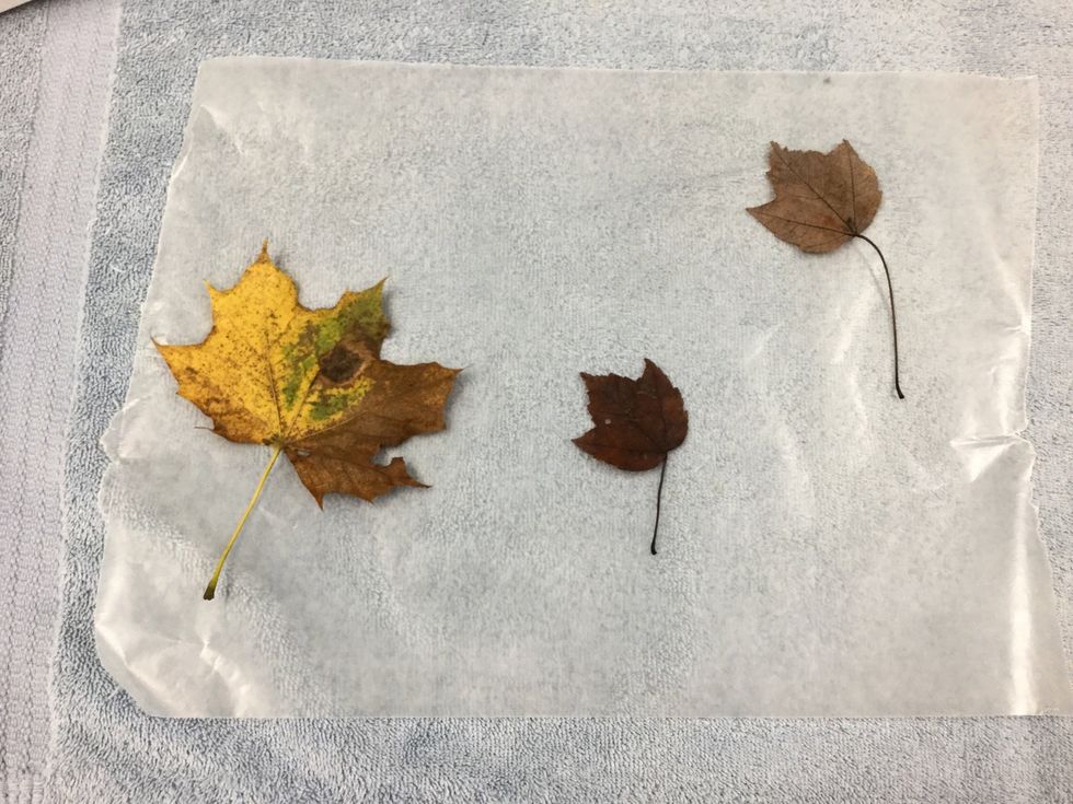 Make a path with leaves on top of the wax paper