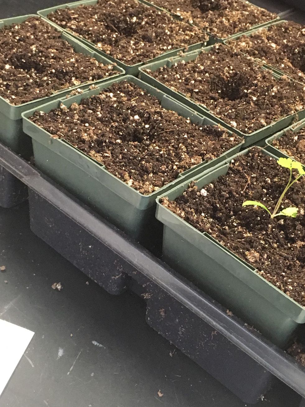 Make a spot for seedling in the center of the soil about 1/2 to 1 inch deep