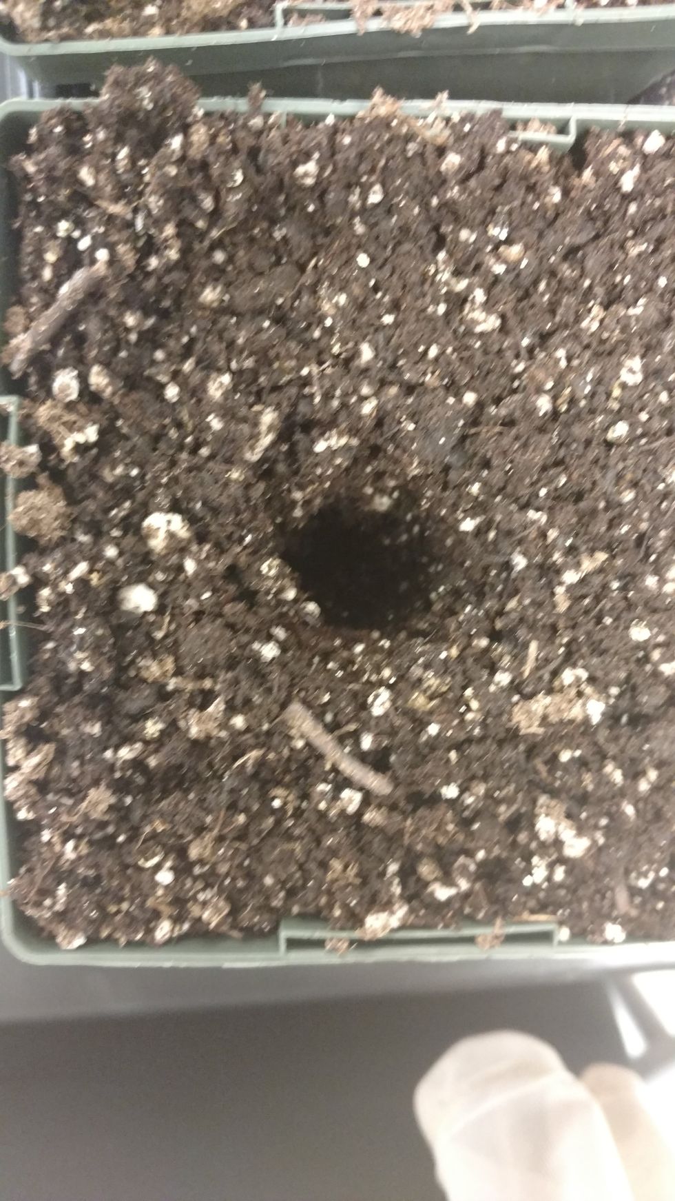 Make a spot for the seedling in the center of the soil about 1/2"- 1" deep