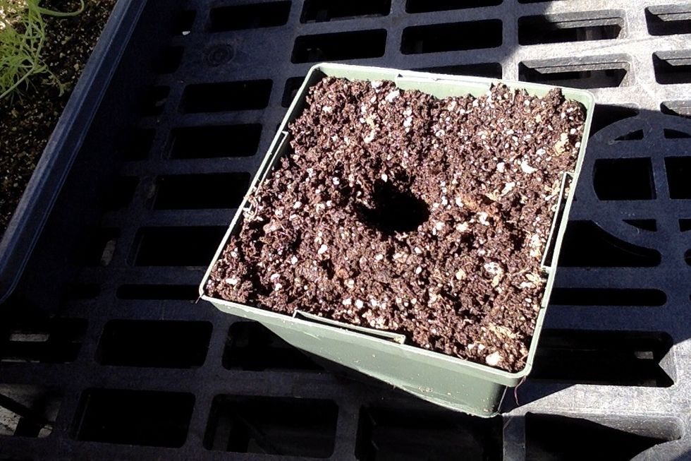 Make a spot for the seedling in the center of the soil about 1/2 an inch deep