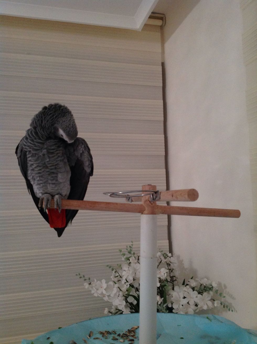 Make him a simple place to stand on, and put some games for him, he likes playing so much.