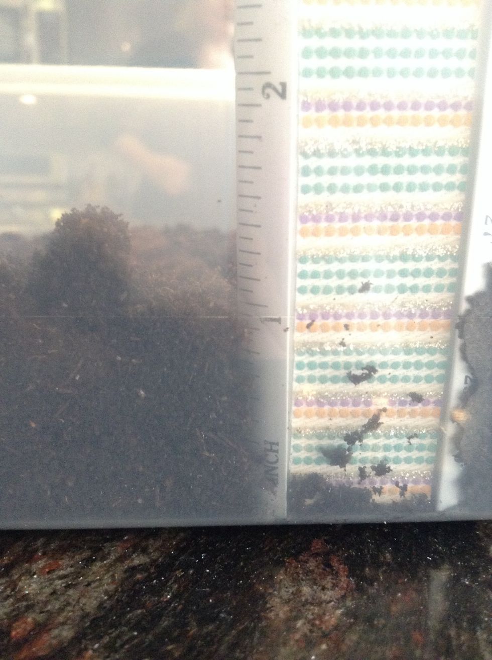 Make shure it's about 1-2 inches deep or about 4 centimetres