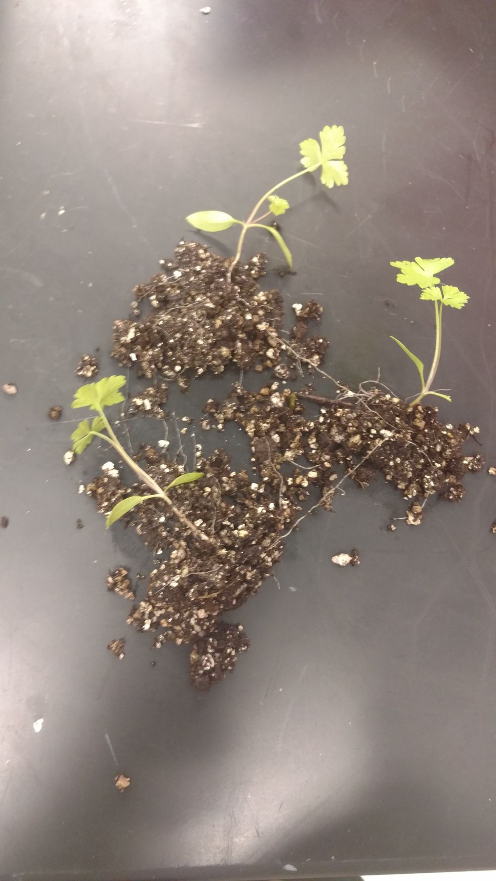 make sure each seedling is separated from each other
