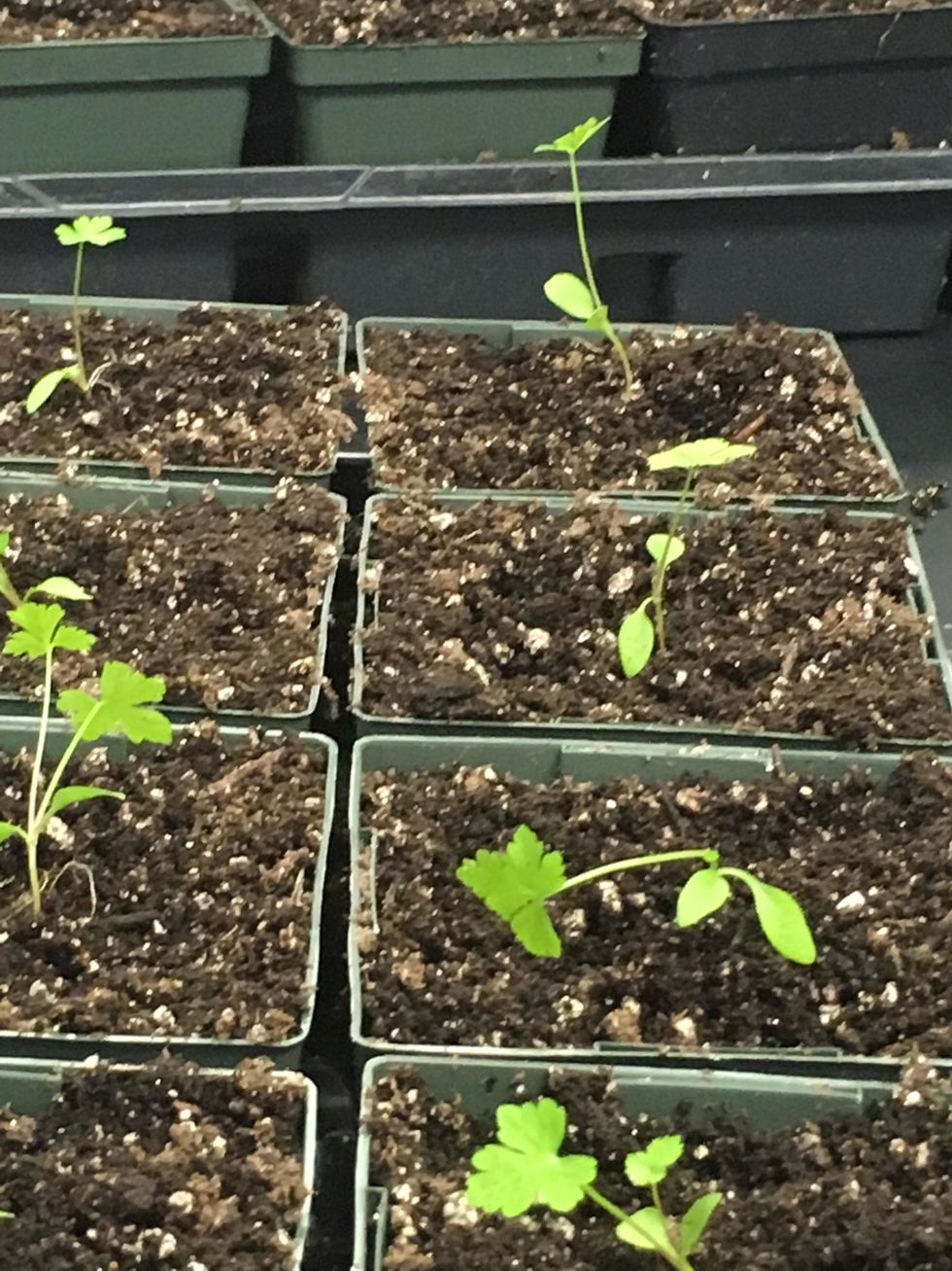 Make sure each seedling is separated from each other