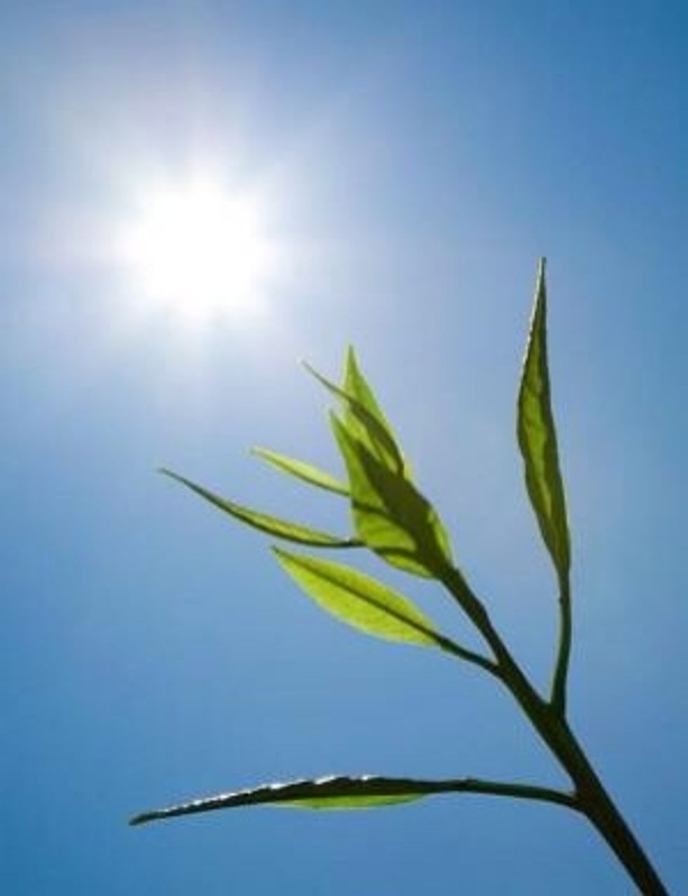 Make sure they are in full sunlight and have good airflow