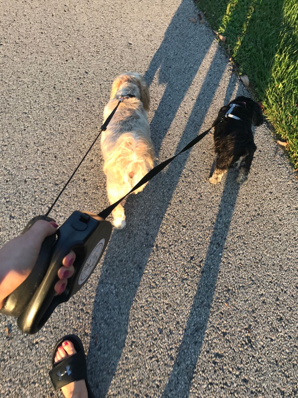 Make sure to keep your dogs healthy! Along with walks and nutrition, don't forget to take them to the vet for checkups!
