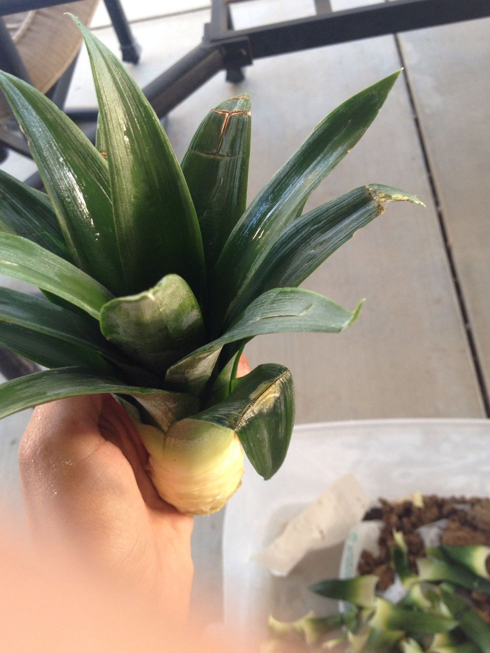 Make sure to pull out any damaged leaves
