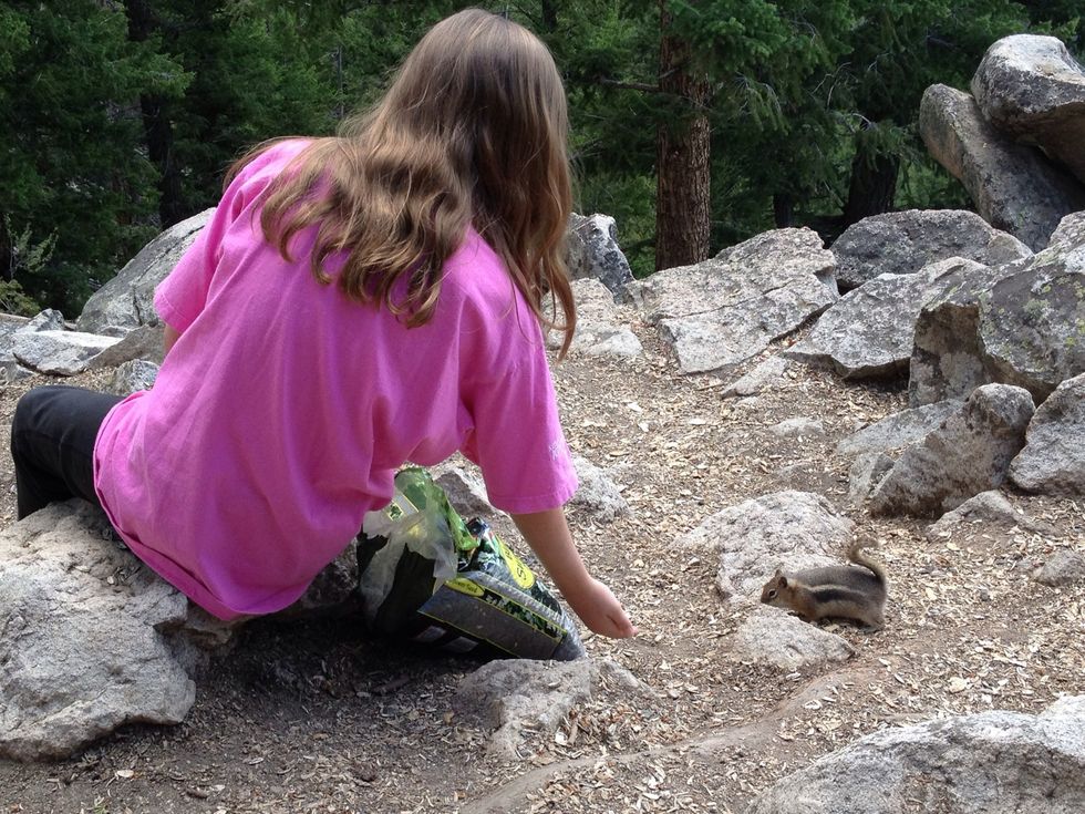 Make sure you are still and patient. Put your hand on the ground and before long, you might just attract a chipmunk.