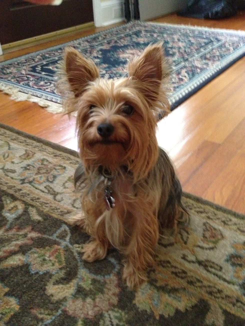 Make sure your dog has mastered the "sit" command. They will look awkward if they go directly from standing to lying down.