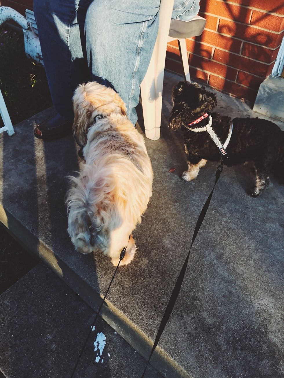 Make sure your dogs are well behaved, especially with neighbors and kids.