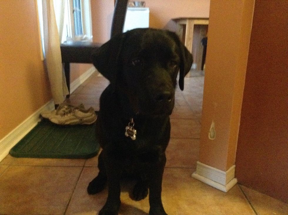 Make your dog sit, but if he/she can't do it he or she can stand or lay down