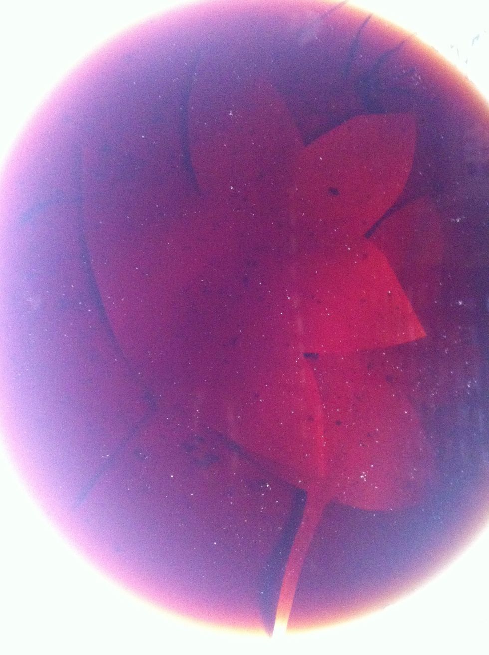 making autumn leaf .. cut your white paper like a leaf and dip in tea extract