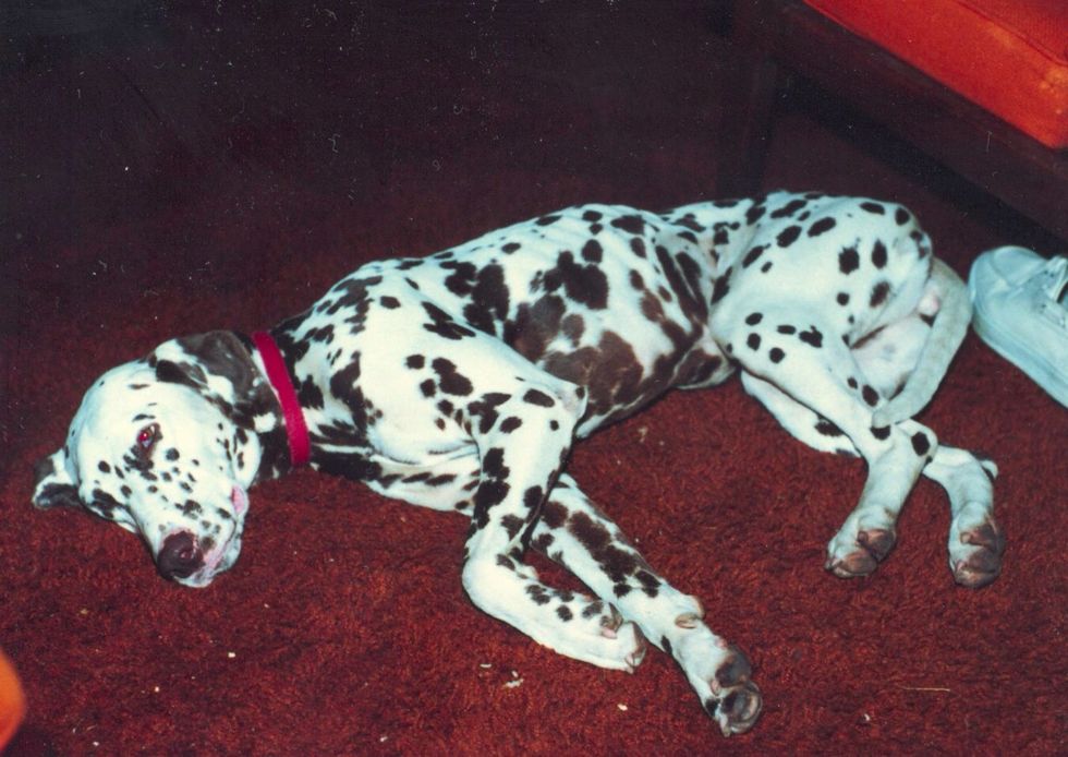 Malnourished. Skittish. Afraid of a raised hand.