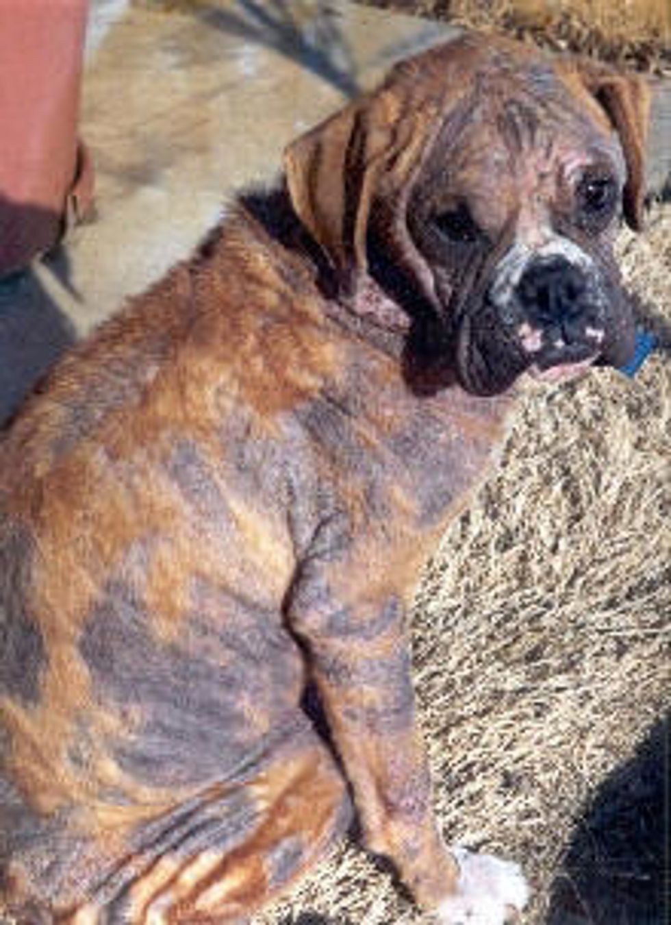 Mange is an inflammatory skin disease caused by tiny parasite mites on dogs.  There are two types of Mange:  \t 1. Sarcoptic Mange \t 2. Demodectic Mange