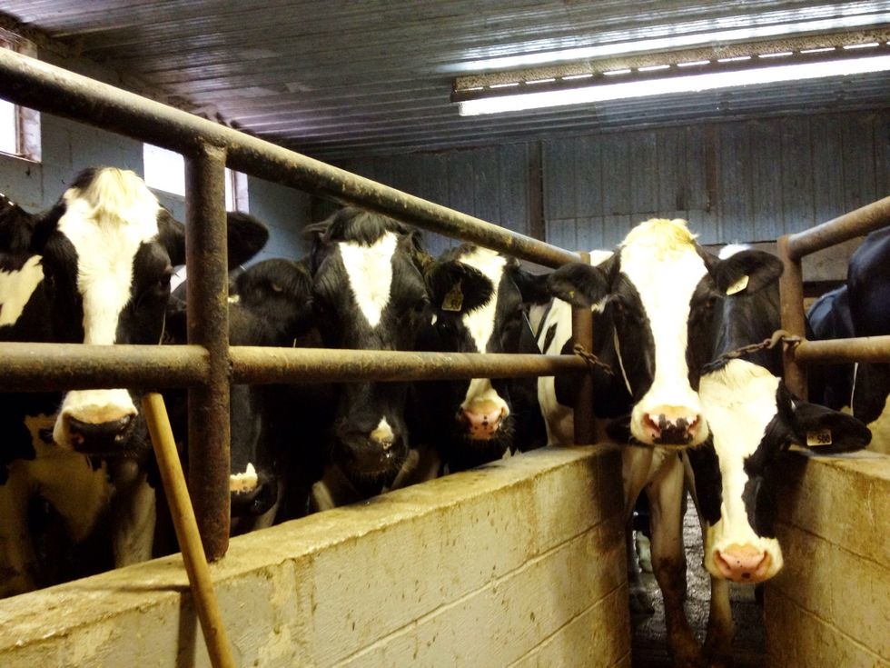 many cows = looooooooooooooots of milk