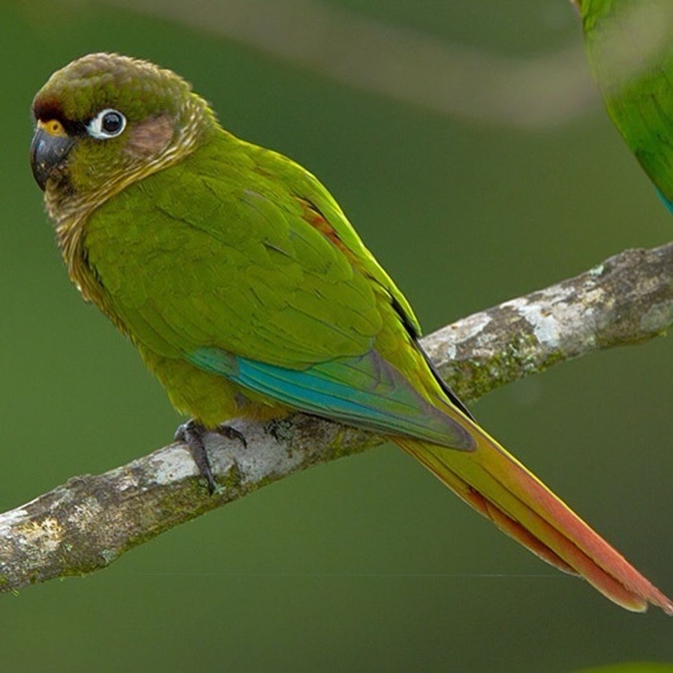 Maroon-bellied Parakeet