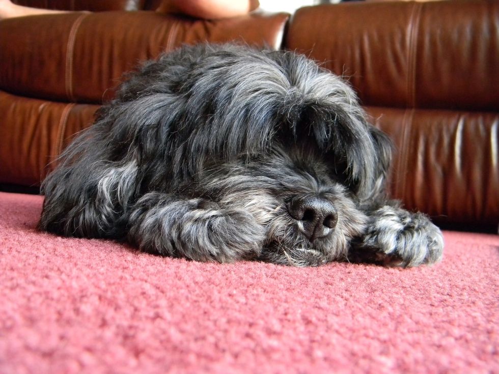 Mi perro se llama Toby. \u00c9l tiene muchos a\u00f1os. Toby es lento y bajo. A Toby no le gustan los gatos.