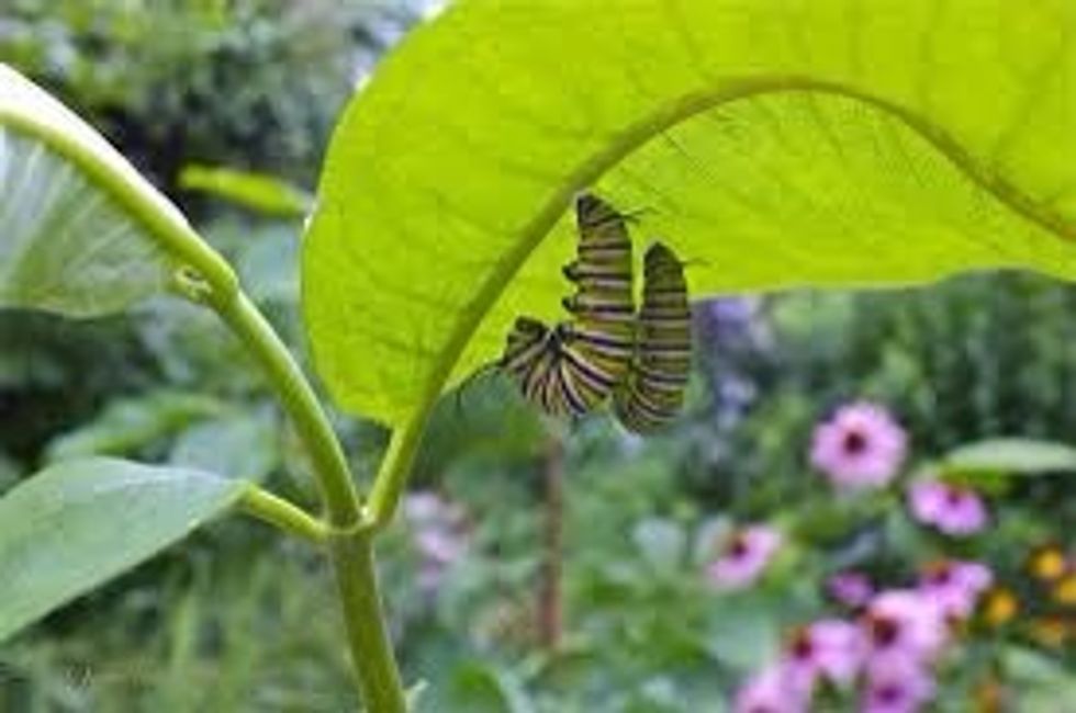 Milkweed: This plant, known as milkweed, is what Monarch butterflies lay their eggs on. This plant is poisonous to every single living thing besides the Monarch butterfly and their caterpillars.
