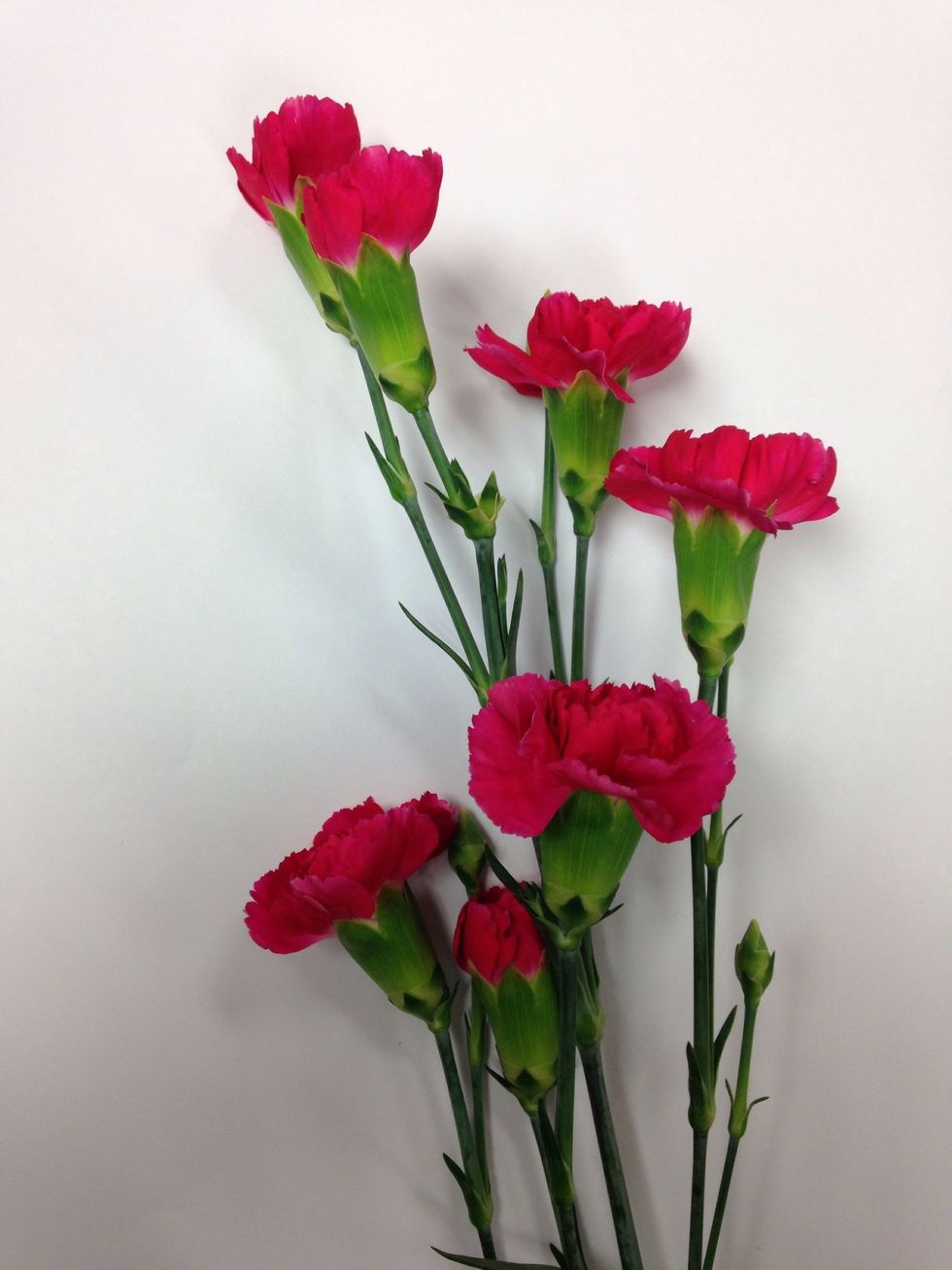 Mini carnations