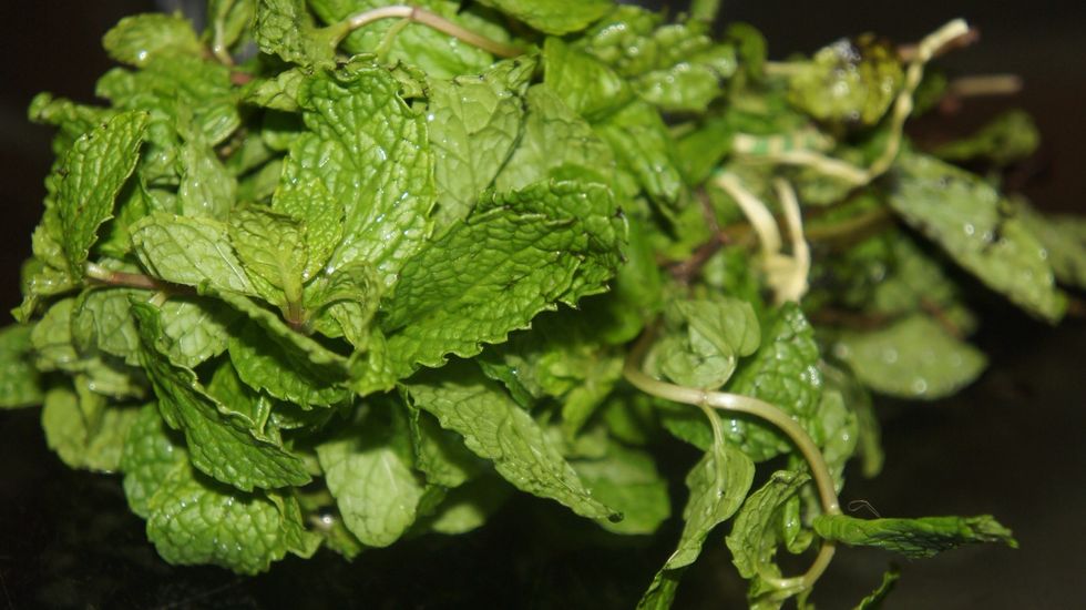 Mint Leaves