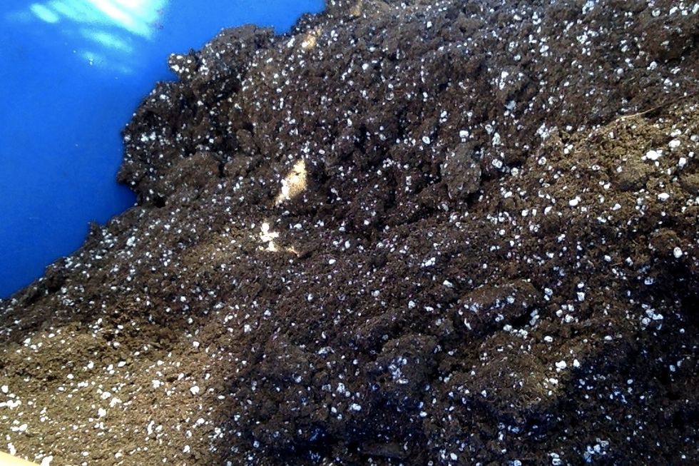 Mix potting soil with water until moist and get rid of clumps (not to much water)
