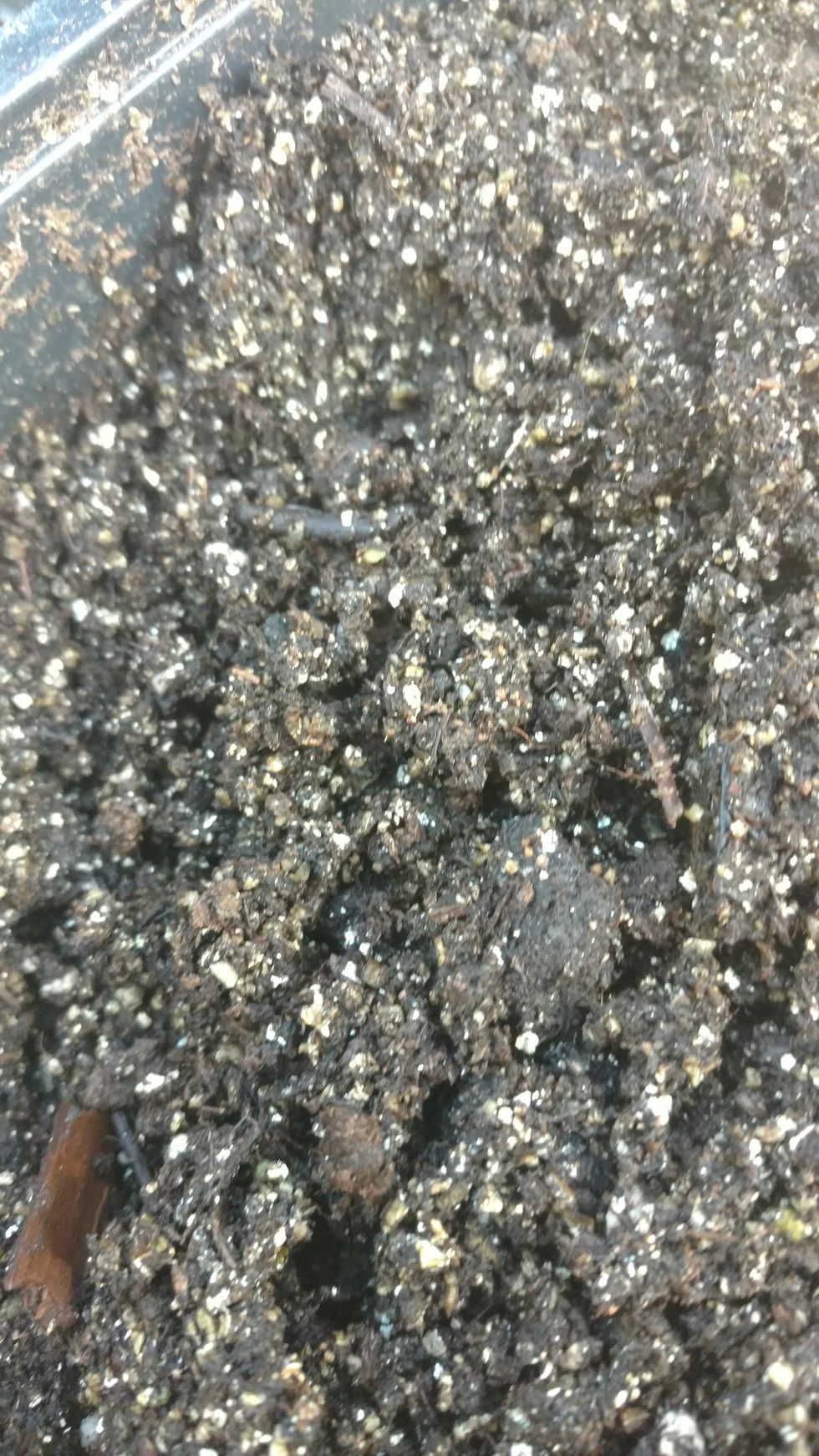 Mix potting soil with water until moist then make sure there are no clumps