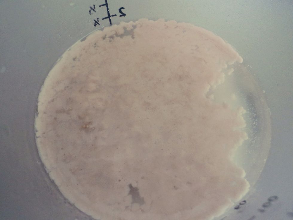 Mix together the warm water, yeast and 1tbsp of sugar.  Set aside and let the yeast mixture double in volume.