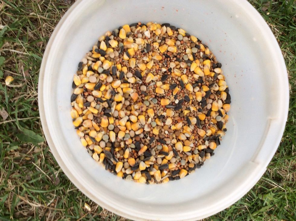Mixed the seeds in the container until throughly mixed.