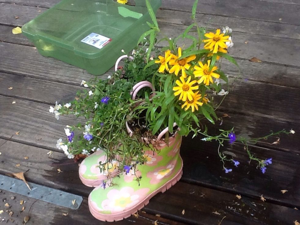 Mixing a tallish plant with a trailing one (here I used trailing lobelia) makes a more balanced look.  Pick plants that have the same water,sun, shade requirements.  These boots have handles!