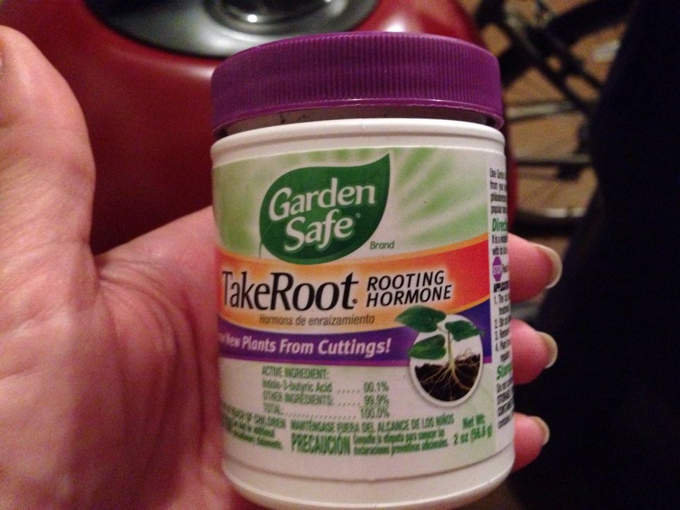 Moisten the stem and dip into rooting hormone. This is a white powder that coats the stem.