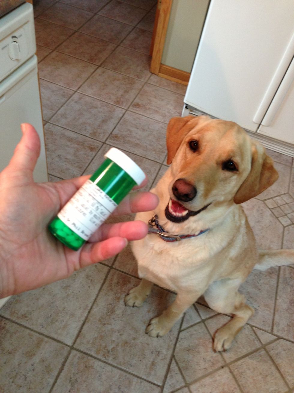 Molly has to take a pill twice a day. She is very eager thanks to a little creativity and two common items around the house.