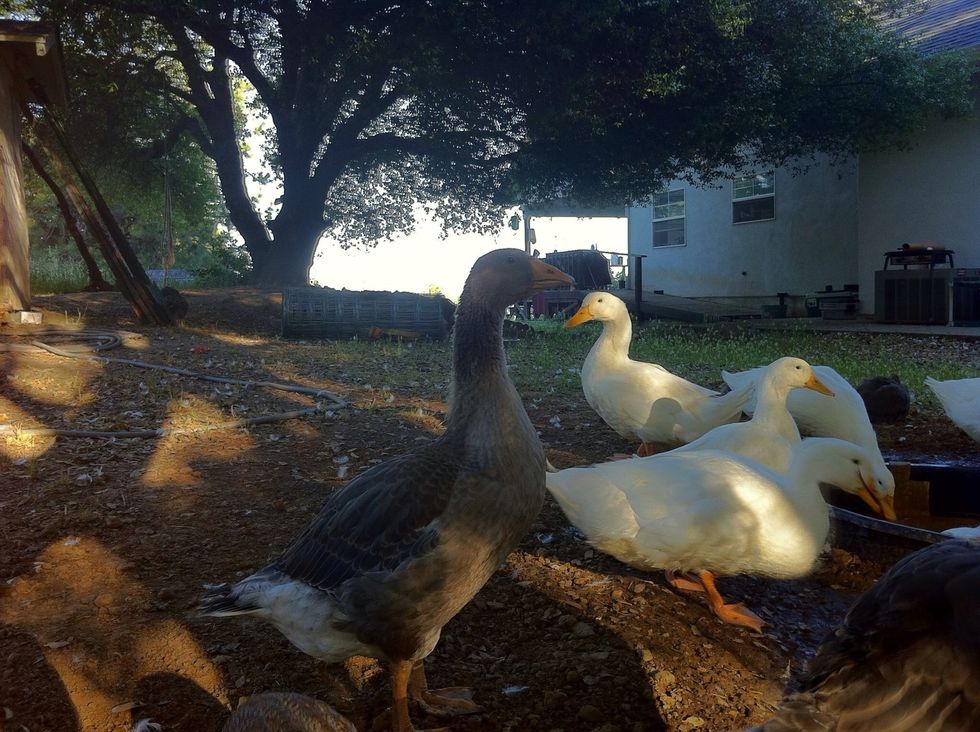Momma goose and our ducks.