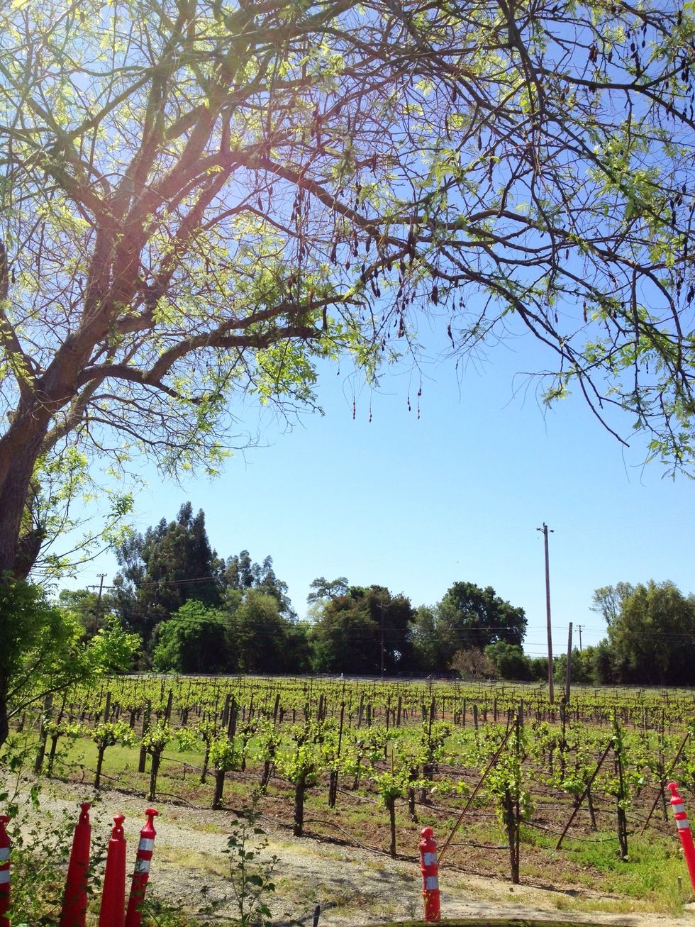 More than just world famous wine, the Napa and Sonoma Valleys boast some of the most beautiful scenic panoramas and world class food. You can visit anytime, but wine tasting can be expensive.