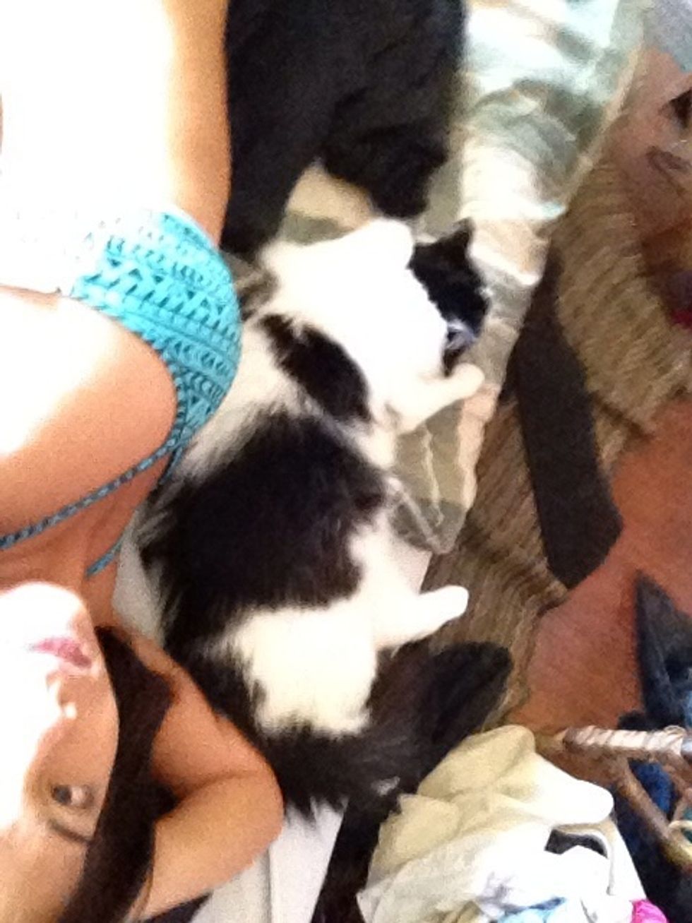 Most importantly pet and snuggle them the more you do it the more he gets used to human contact, my cat is very friendly and loves to cuddle.