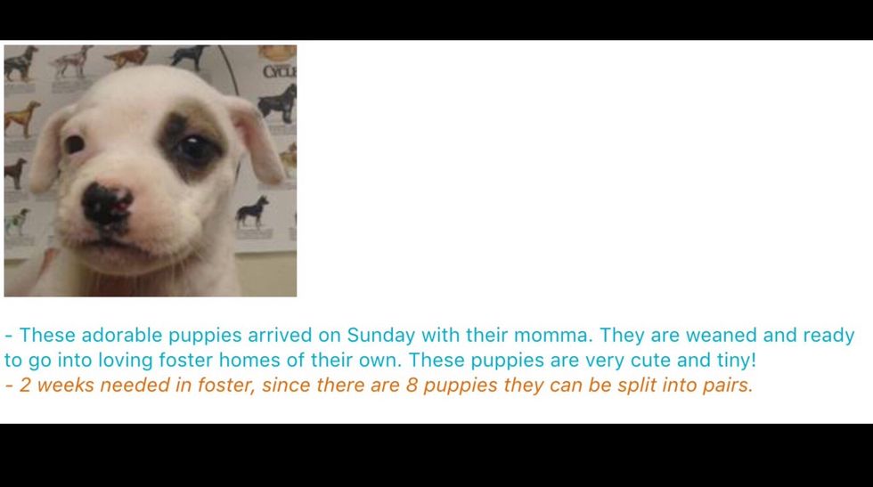 Most organizations send out emails with possible fosters, so you can choose which will fit best in your home.