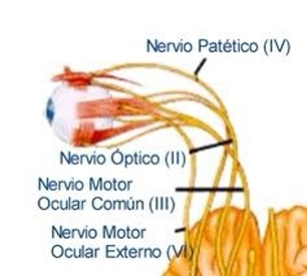 Motilidad extra ocular en las seis direcciones cardinales. Buscar diplop\u00eda mon\u00f3cular o binocular. Buscar nistagmo.