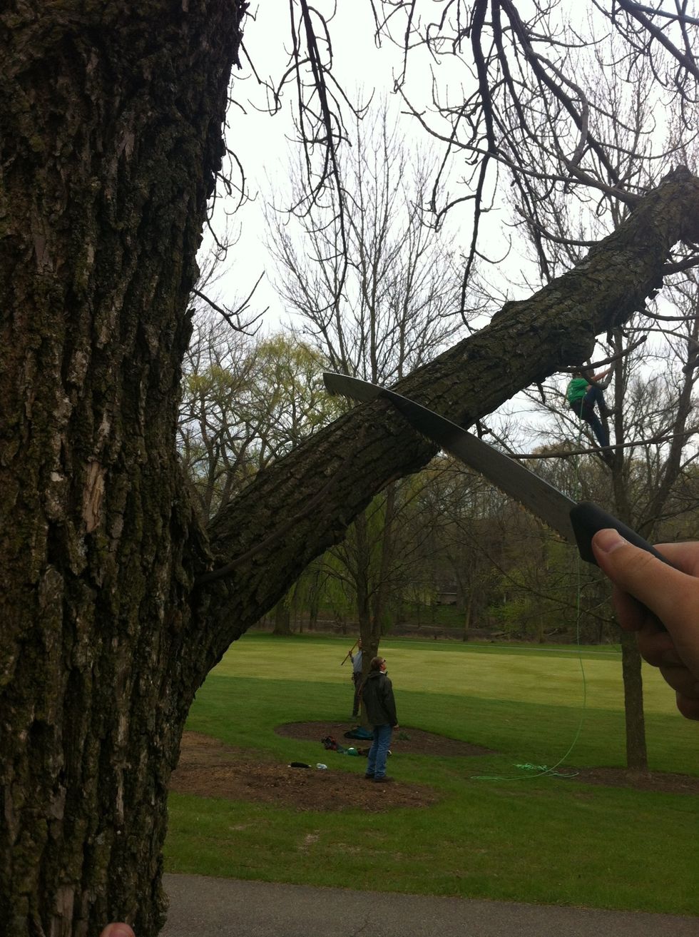 Move a few inches farther out on the branch and saw through until the branch cut breaks.
