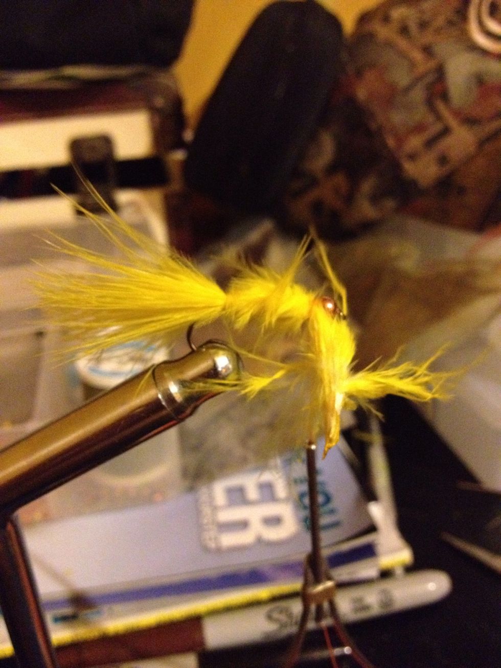 Move the thread forward to the bead and then using the Maribou feather as dubbing, wrap towards the bead and thread.