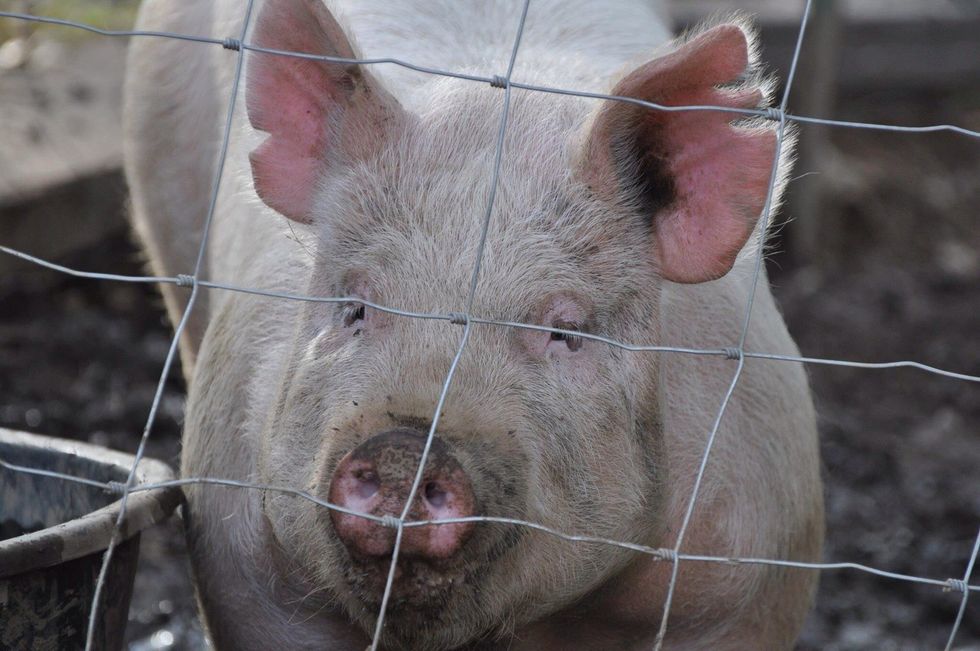 Ms Piggy, fattened to be butchered?