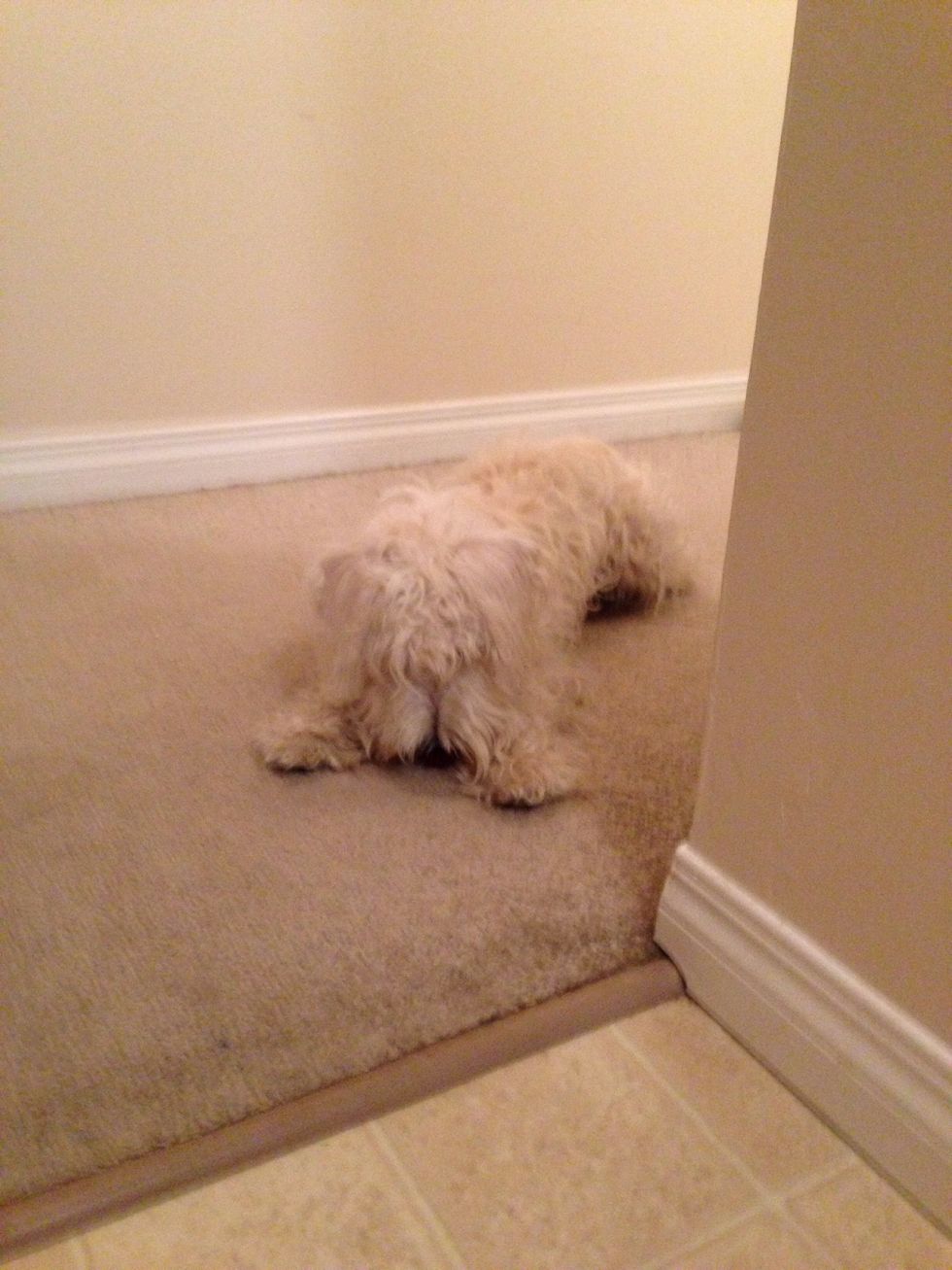 Muffy got a frozen strawberry as a treat. Being the little naughty dog she is, I had to hurry and hold it for her, she was about to stain the carpet :)