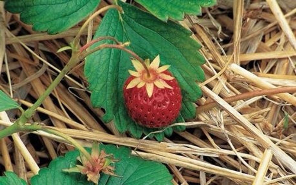 Mulch your strawberry bed to keep moisture in and prevent disease
