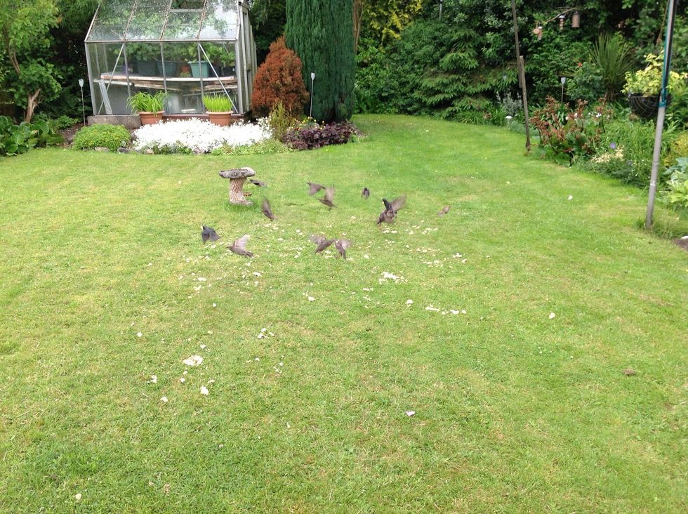 Mums collecting the soaked cheese biscuits. Enjoy watching....love to nature