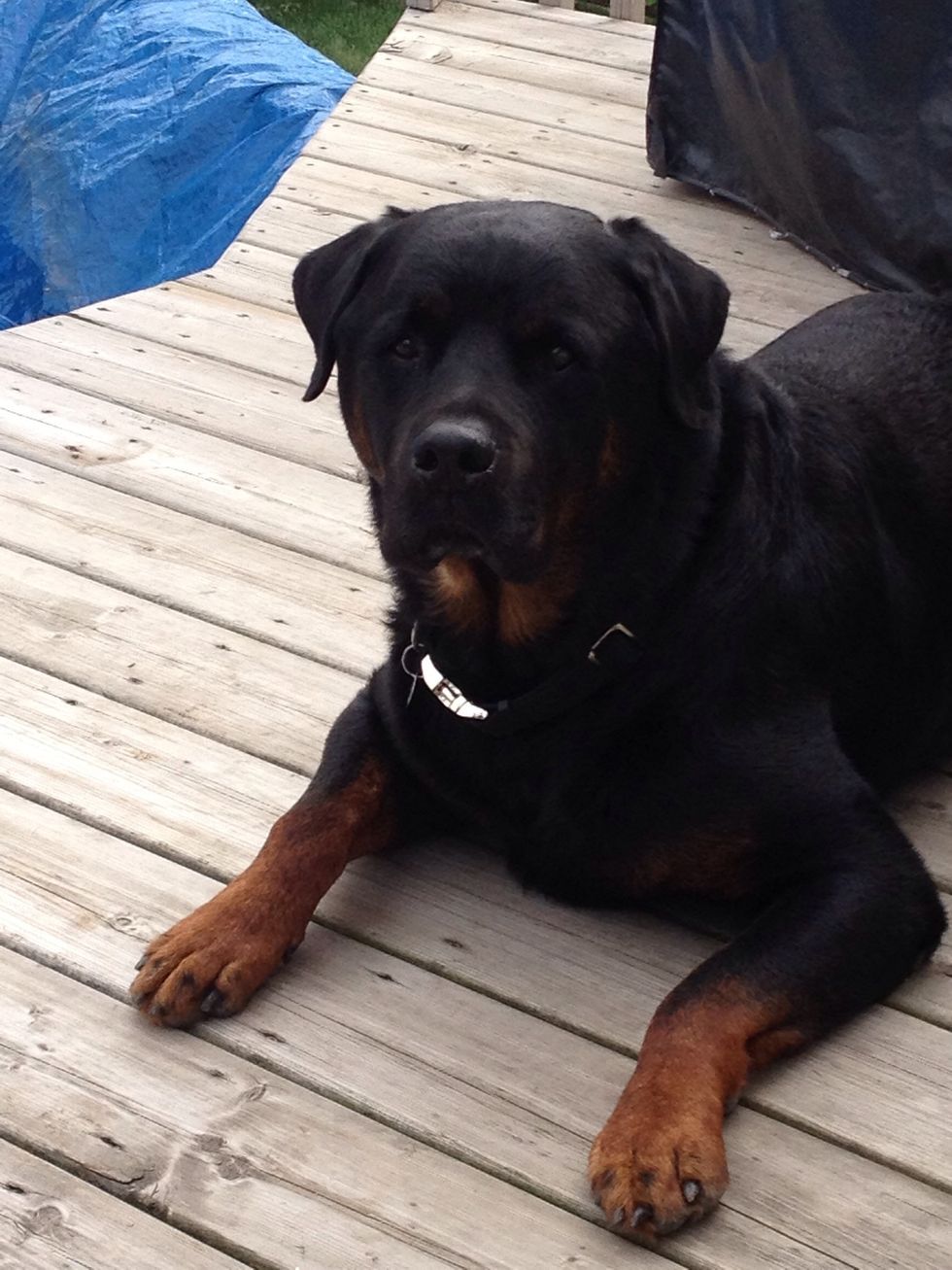 My big boy watching me BBQ delicious burgers, waiting for one to drop I'm sure lol!