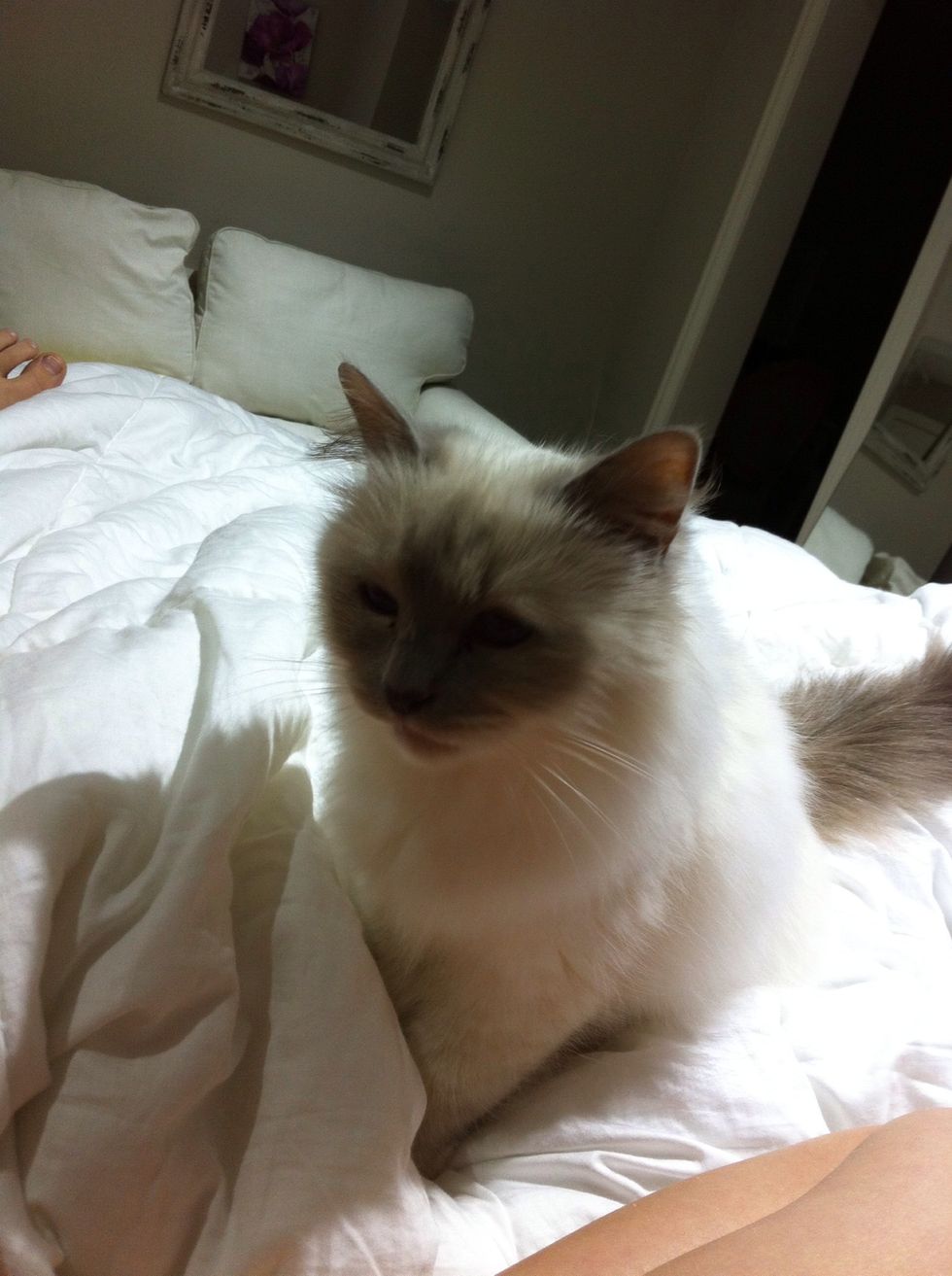 My cat is very important to me because she has to do with something I put a lot of effort in. I bought her with money I saved up, and I am so glad I didn't give up even though it was tough to save up.